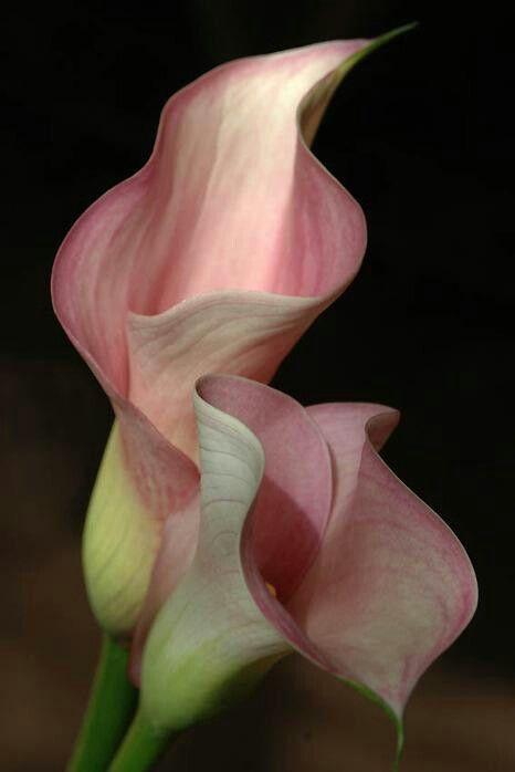 Celestial Elegance in Floral Harmony